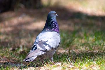 wild pigeon while eating on the grass