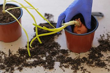 Close up cultivation, organically grown onions, planting in a ground of a home garden, farming...