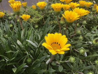 Fototapeta premium Lots of yellow treasure flowers