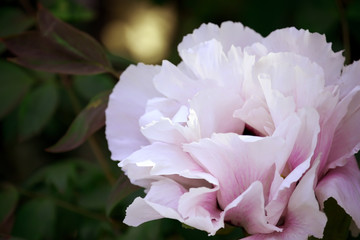 Pink peony flower close-up in the garden.