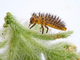 Orange ladybird on a plant. Bryony ladybird. Henosepilachna argus