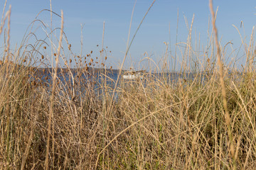 Obraz premium Reeds on the beach