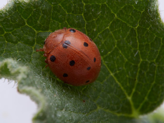 Orange ladybird on a plant. Bryony ladybird. Henosepilachna argus