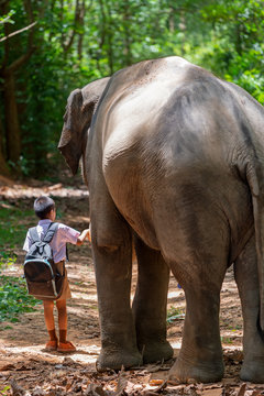 Students going to school with a big elephant.