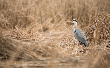 Grey heron hunting on