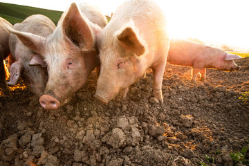 Pigs eating on a meadow in an organic meat farm - wide angle lens shot