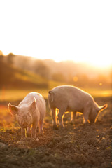 Pigs eating on a meadow in an organic meat farm - wide angle lens shot