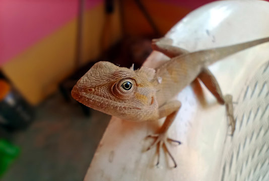 INDIAN AGAMA