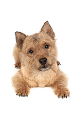 Portrait of a small dog (Norwich Terrier).
