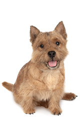 Portrait of a small dog (Norwich Terrier).