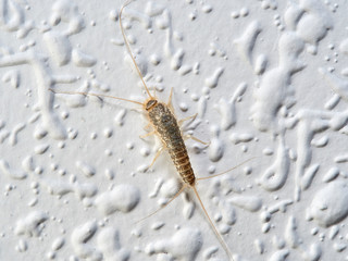 Silver fish on a wall in a house. Ctenolepisodio longicaudata