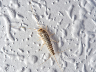 Silver fish on a wall in a house. Ctenolepisodio longicaudata