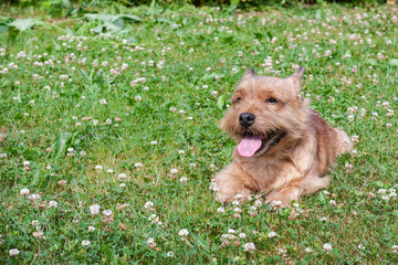 A small dog (Norwich Terrier) lies on the green grass and looks at the camera.