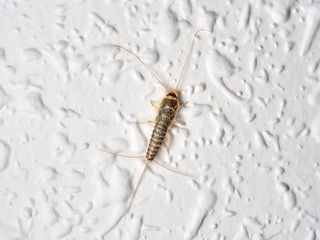 Silver fish on a wall in a house. Ctenolepisodio longicaudata