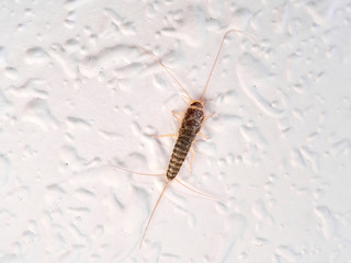 Silver fish on a wall in a house. Ctenolepisodio longicaudata