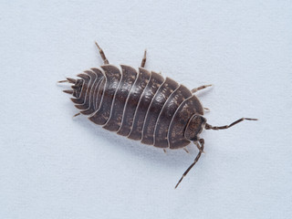 Woodlouse Porcellio laevis / scaber
