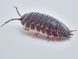 Woodlouse Porcellio laevis / scaber