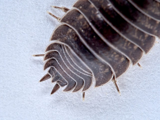 Woodlouse Porcellio laevis / scaber