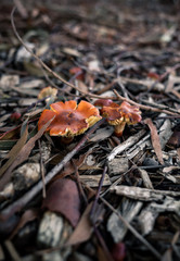 Mushrooms in the forest