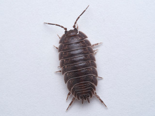 Woodlouse Porcellio laevis / scaber