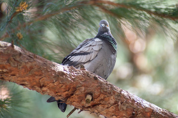 wild pigeon while eating on the grass