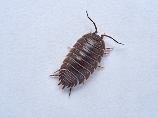 Woodlouse Porcellio laevis / scaber