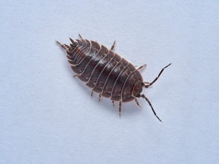 Woodlouse Porcellio laevis / scaber