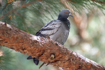 wild pigeon while eating on the grass