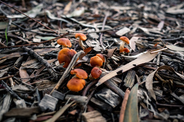 wild mushrooms in the forest