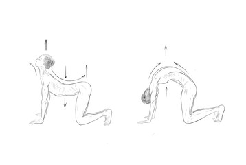Illustration of the yoga poses (asanas)