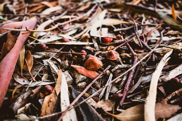 autumn leaves on the ground