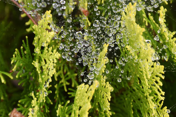 Rain drops are floated on spider's web that is made on pine tree, selective focus on drops