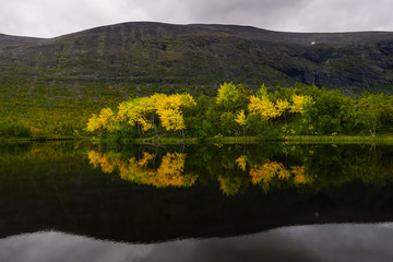 Reflections of yellow trees in Laddjujavri lake in rainy day in Sweden Lapland
