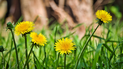 Bienen lieben die schöne gelbe Blume auf der Wiese