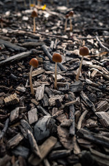 Mushrooms in the forest