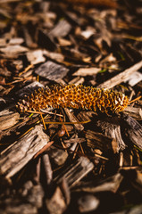 Forest floor in autumn