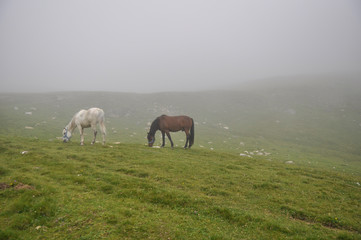 Obraz premium Horses graze green grass on a meadow on which there are large rocks high in the mountains, fog also appears at times.