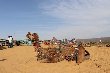 camels in the desert