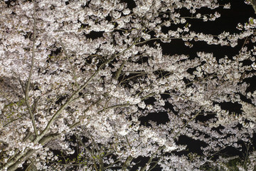 常盤公園の夜桜