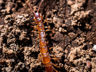 Scolopendra cingulata, also known as a millipede or centipede in southern Russia