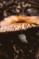 Closeup of a mushroom
