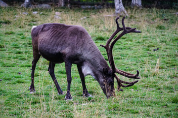 Rangifer tarandus; Reindeer with big antlers is waiting for a meal in Saami caribou farm in Sweden Lapland
