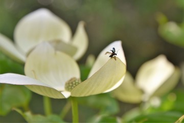 Venushartriegel mit Käferchen