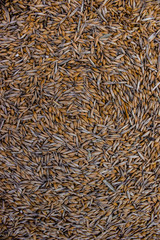Sprinkle wheat, grain