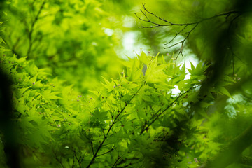 眩しい新緑