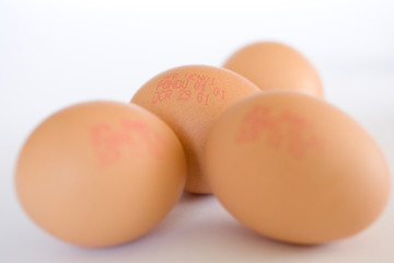 Oeufs sur fond neutre blanc