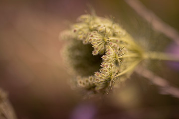 close up of a flower