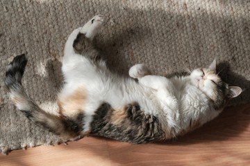 A small kitty in heat is lying in sunny place and rolling over restlessly on light woolen rug in the room. This is the Exotic cat breed. It is similar to a Persian cat, but has short hair.