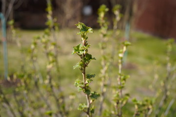 Raspberry branch with the first leaves in early spring