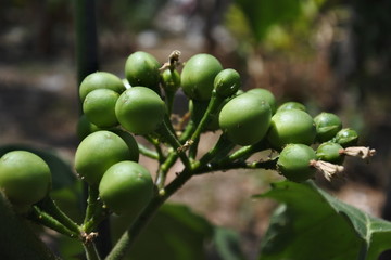 Wren eggplant, a type of small eggplant for lalapan typical Sundanese cuisine

